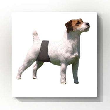 Jack & Jill Male Dog Belly Band Wrap